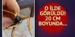 Bahçesinde buluştu!  Dev boyut... Etçil olduğu öğrenildi