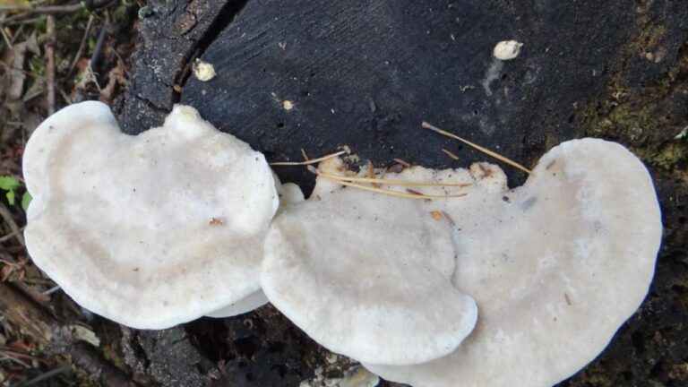 Bilinen en acı verici maddeyi buldum