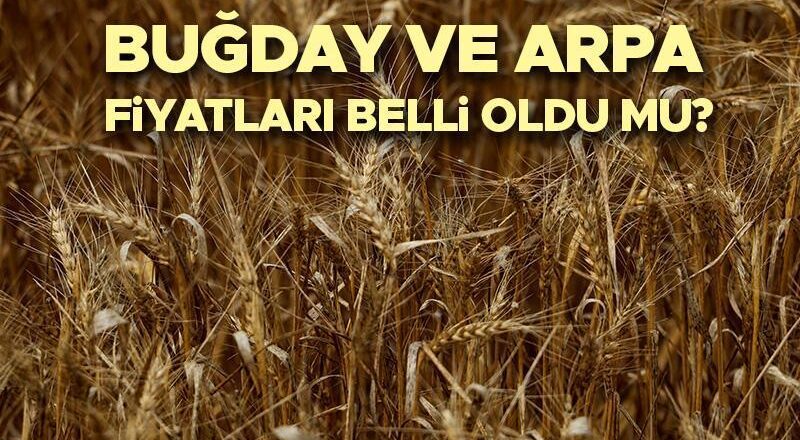 2025 Buğday Satın Alma | Buğday ve tahılların fiyatları ne zaman açıklanacak, buğdayın fiyatları mıydı? İşte mevcut temel fiyatlar!