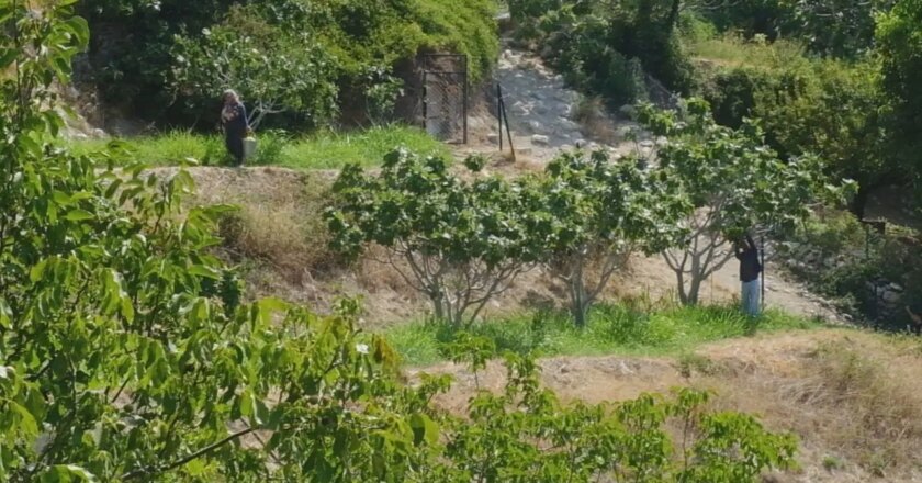 Mut’ta 4500 dekarda hasadı başladı: Coğrafi işaret bekliyor… – Son Dakika Yaşam Haberleri