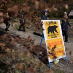 Japonya’da Ayı Saldırıları Rekor Seviyeye Ulaştı: 230 Olay Kaydedildi