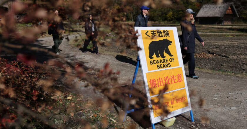 Japonya’da Ayı Saldırıları Rekor Seviyeye Ulaştı: 230 Olay Kaydedildi